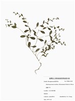 藏品(細虆子草)的圖片